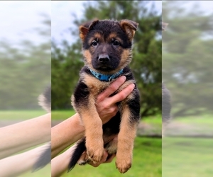 German Shepherd Dog Puppy for sale in CLEBURNE, TX, USA