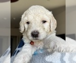 Puppy Gwen Stefani Goldendoodle