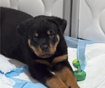 Small Photo #13 Rottweiler Puppy For Sale in WORTH, IL, USA