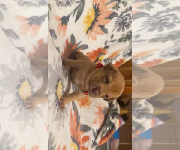 Medium Photo #2 Boxer-Unknown Mix Puppy For Sale in Holly Springs, NC, USA