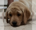 Small #8 Labrador Retriever
