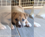 Small Photo #1 American Staffordshire Terrier-Unknown Mix Puppy For Sale in Holly Springs, NC, USA