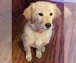 Small Photo #11 Golden Retriever Puppy For Sale in LEXINGTON, KY, USA