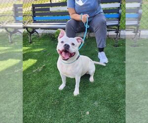 American Bulldog-Unknown Mix Dogs for adoption in Perth Amboy, NJ, USA