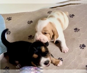 Basset Hound Litter for sale in GATLINBURG, TN, USA