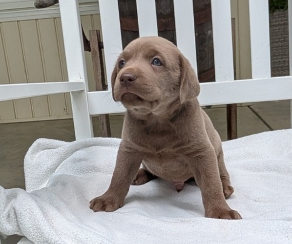 Medium Photo #46 Labrador Retriever Puppy For Sale in GOSHEN, IN, USA