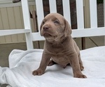 Small #9 Labrador Retriever