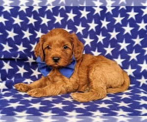 Cavapoo Puppy for sale in NOTTINGHAM, PA, USA