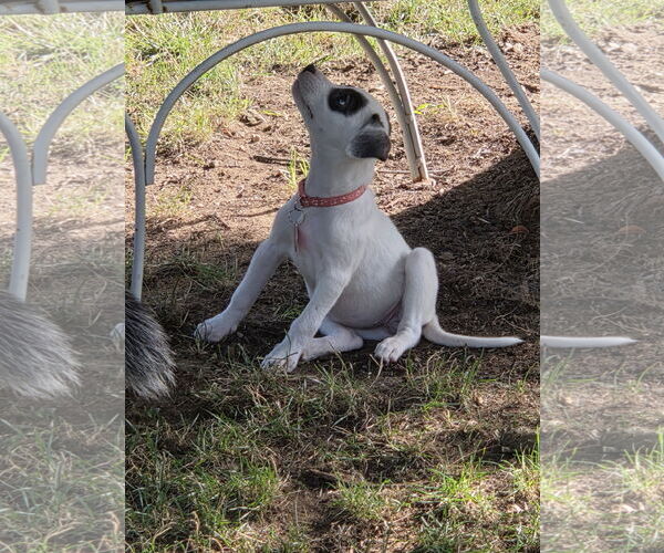 Medium Photo #2 Mutt Puppy For Sale in Garden City, NY, USA