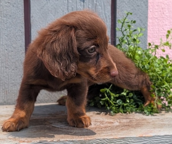 Medium Photo #4 Dachshund Puppy For Sale in GOSHEN, IN, USA