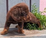 Small #3 Dachshund