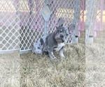 Puppy 2 French Bulldog