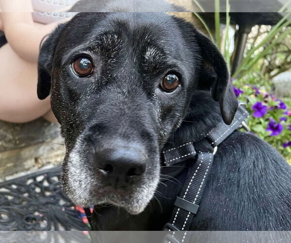 Medium Photo #33 Boxer-Unknown Mix Puppy For Sale in Mount Laurel, NJ, USA