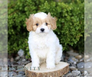 Cavapoo Puppy for sale in BIRD IN HAND, PA, USA