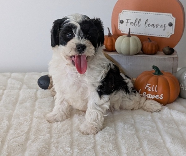 Medium Photo #69 ShihPoo Puppy For Sale in GOSHEN, IN, USA