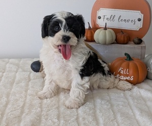 Medium ShihPoo