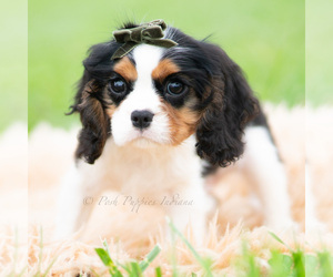 Medium Cavalier King Charles Spaniel