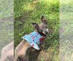 Small #3 Chihuahua