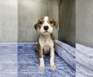 American Staffordshire Terrier-Unknown Mix Dogs for adoption in San Antonio, TX, USA