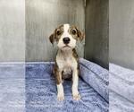 PRECIOSA - Female American Staffordshire Terrier-Unknown Mix Dog for Adoption - Small photo