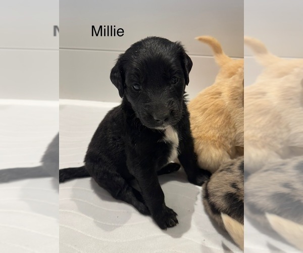 Medium Photo #10 Australian Retriever Puppy For Sale in NEWCOMERSTOWN, OH, USA