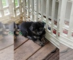 Puppy Betsy Ross Yoranian