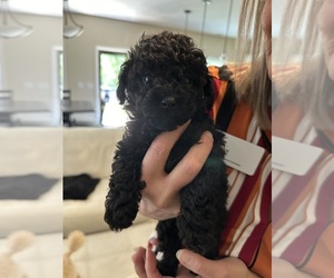 Poodle (Toy) Puppy for sale in FAYETTEVILLE, NC, USA