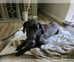 Small #6 Great Dane