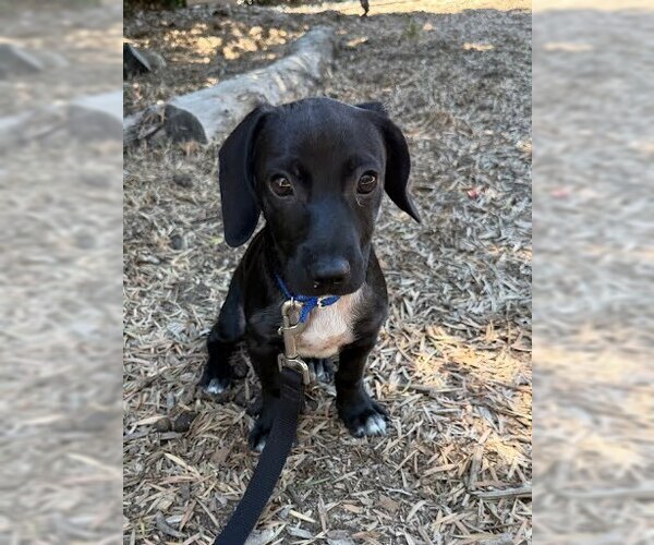 Medium Photo #1 Dachshund-Unknown Mix Puppy For Sale in San Diego, CA, USA