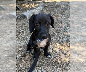 Dachshund-Unknown Mix Dogs for adoption in San Diego, CA, USA