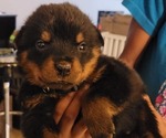 Small Photo #1 Rottweiler Puppy For Sale in WESTLAND, MI, USA
