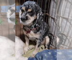 Small #2 Cocker Spaniel