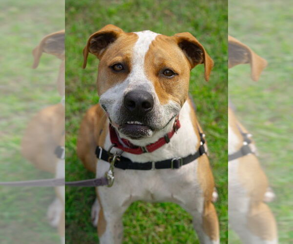 Medium Photo #21 Mutt Puppy For Sale in Bemidji, MN, USA