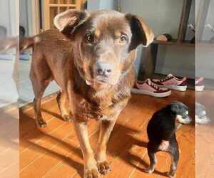 Cherry - Female Labrador Retriever-Unknown Mix Dog for Adoption - Photo #4