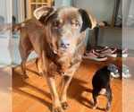 Small #3 Labrador Retriever Mix