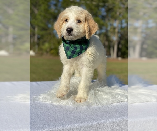 Medium Photo #7 Goldendoodle Puppy For Sale in FROSTPROOF, FL, USA