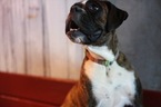 Small Photo #2 Boxer Puppy For Sale in AFTON, WY, USA