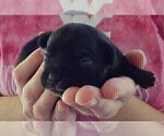 Small #8 French Bullhuahua