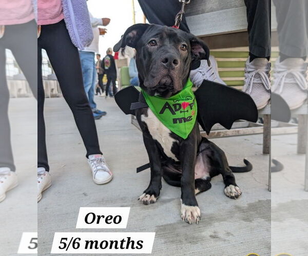 Medium Photo #5 American Staffordshire Terrier-Labrador Retriever Mix Puppy For Sale in Chester, VA, USA