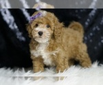 Small #2 Poodle (Toy)