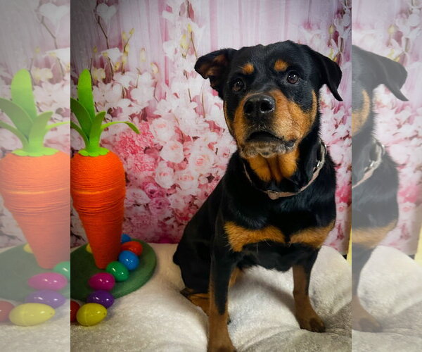 Medium Photo #4 Rottweiler-Unknown Mix Puppy For Sale in North Myrtle Beach, SC, USA