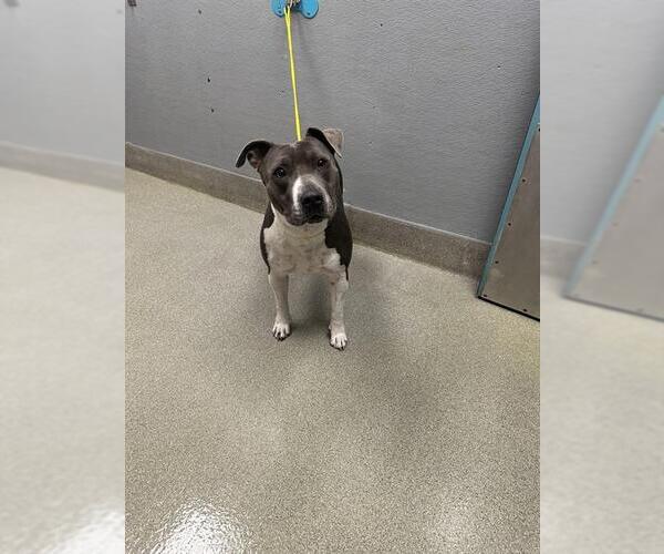 Medium Photo #1 American Pit Bull Terrier-Unknown Mix Puppy For Sale in Las Vegas, NV, USA