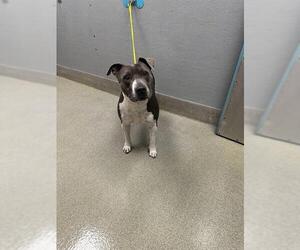 American Pit Bull Terrier-Unknown Mix Dogs for adoption in Las Vegas, NV, USA