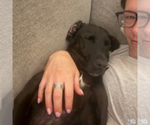 Small #8 Labrador Retriever Mix