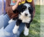 Small #1 Bernedoodle (Miniature)