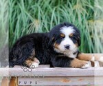 Small #2 Bernese Mountain Dog