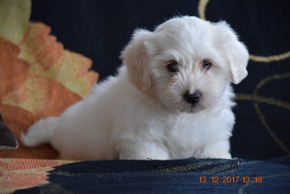 Coton de Tulear Puppy for sale in FREDERICKSBURG, OH, USA