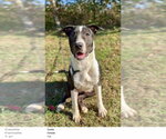 Small #9 Mutt