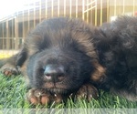 Small #6 German Shepherd Dog