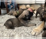 Small Photo #19 Mastiff Puppy For Sale in HESPERIA, CA, USA